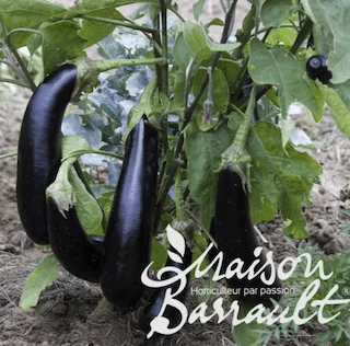 jardins-alternatifs-grenoble2767079