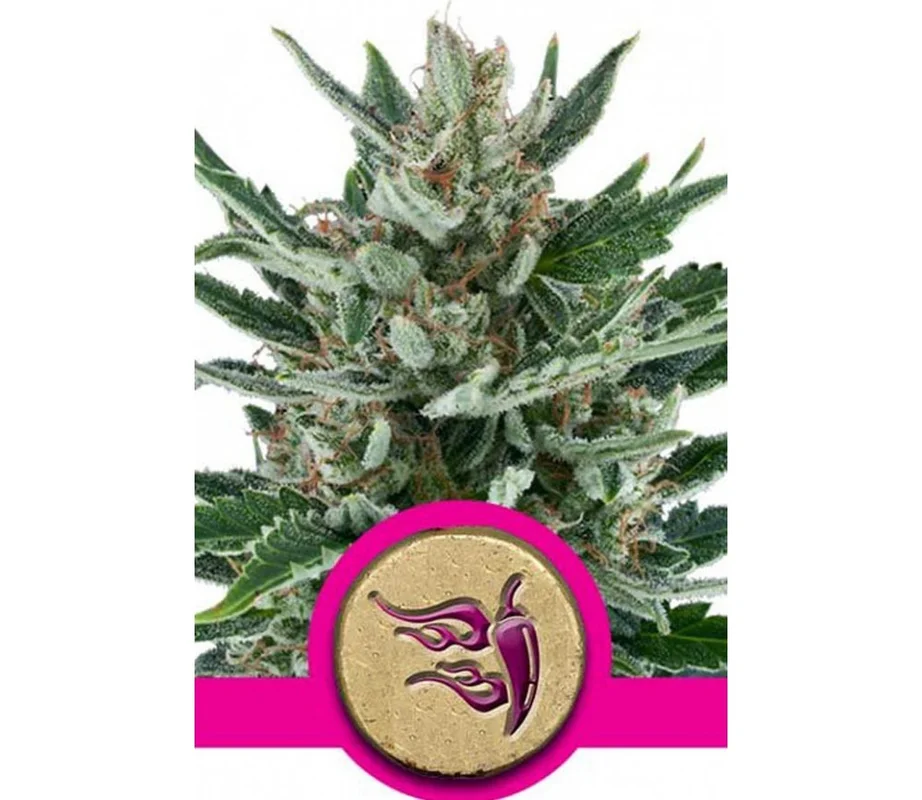lahuertagrowshop2671887