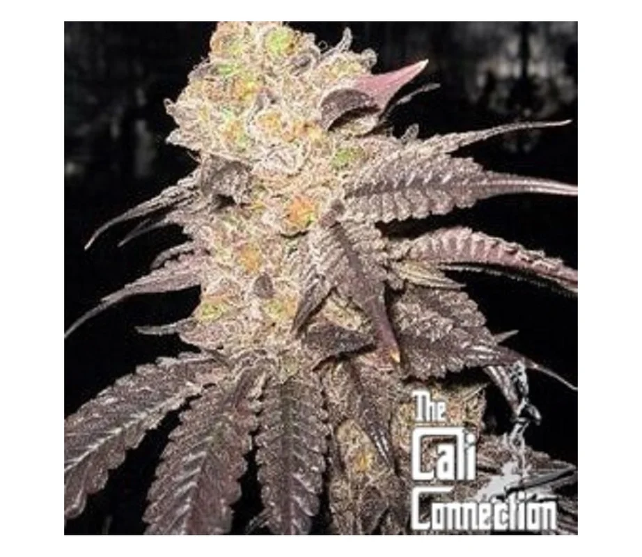 lahuertagrowshop2711110