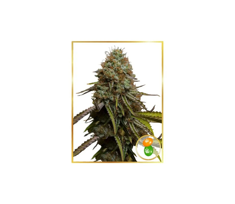 lahuertagrowshop2711826