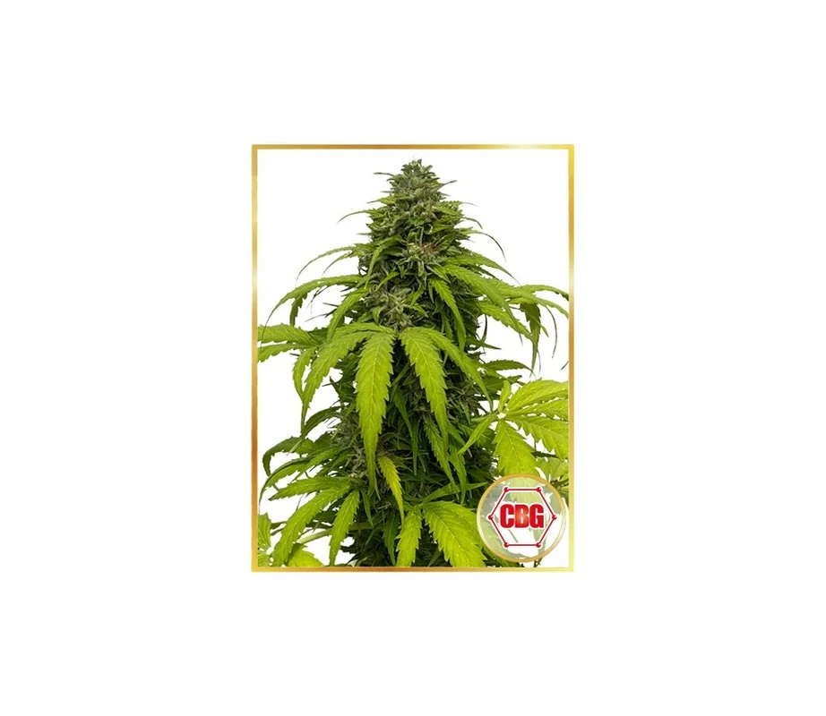 lahuertagrowshop2711948
