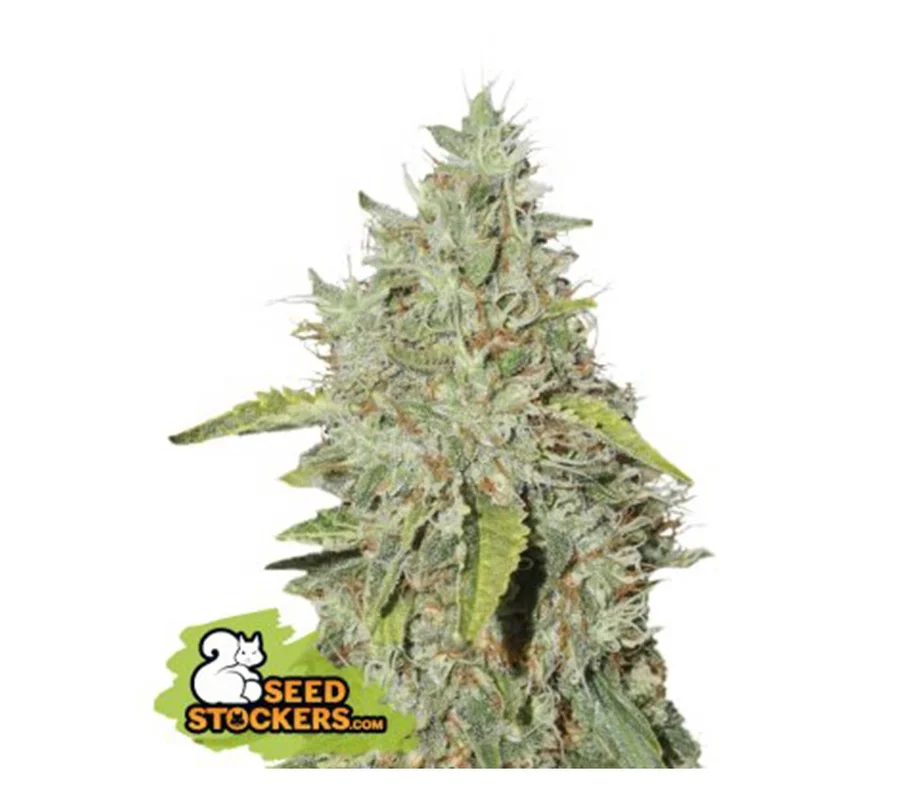 lahuertagrowshop2714071