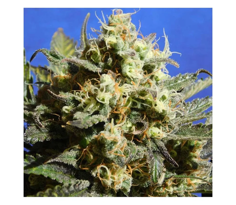 lahuertagrowshop2770187