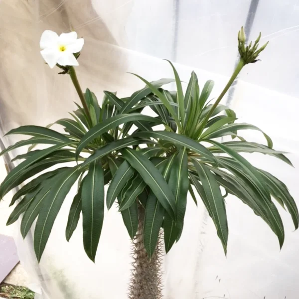 plantezcheznous2714078