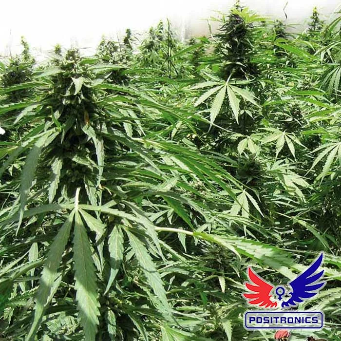 saltonverde2760383