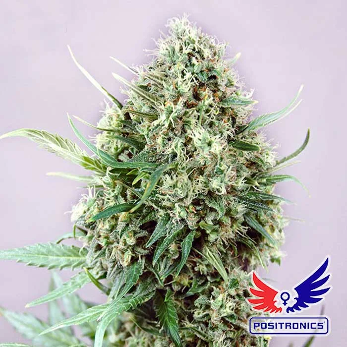 saltonverde2760415