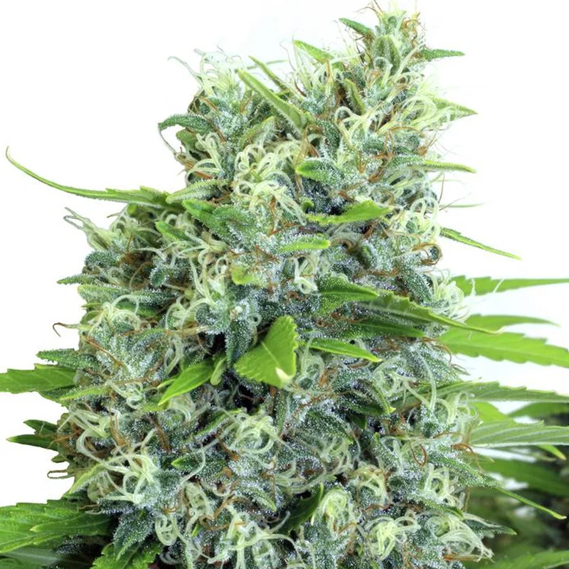 saltonverde2761820