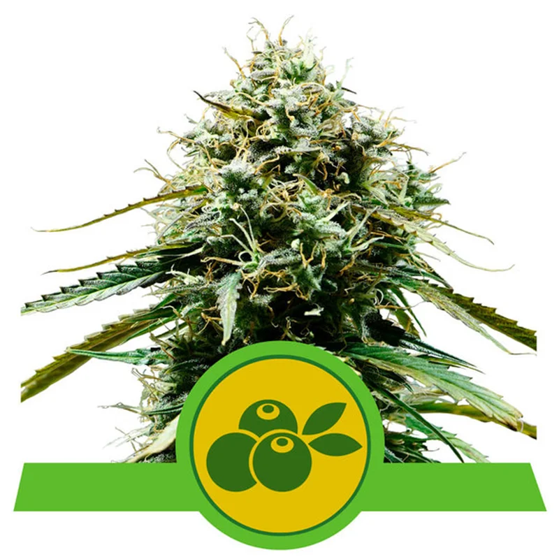 saltonverde2763267