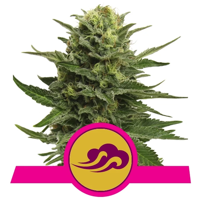 saltonverde2763368
