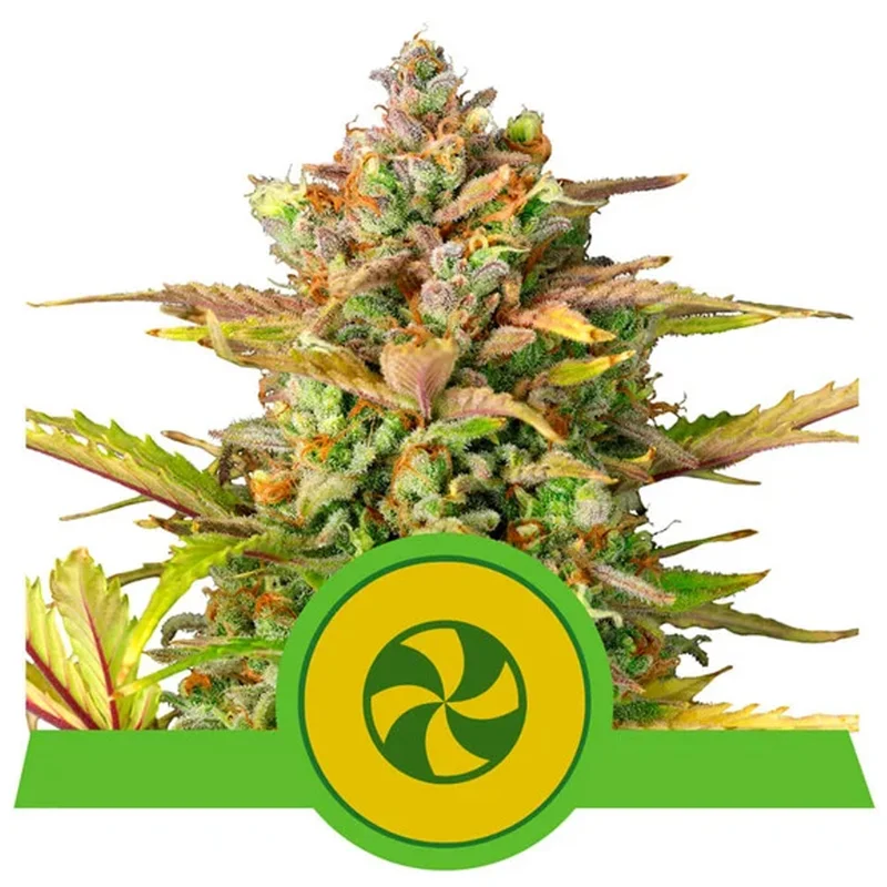 saltonverde2763466