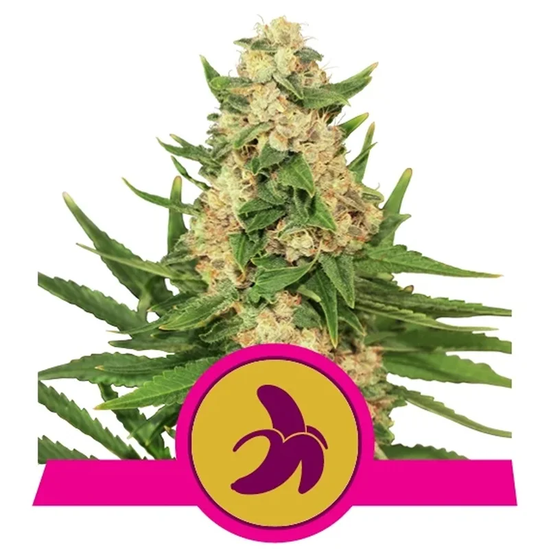 saltonverde2763620