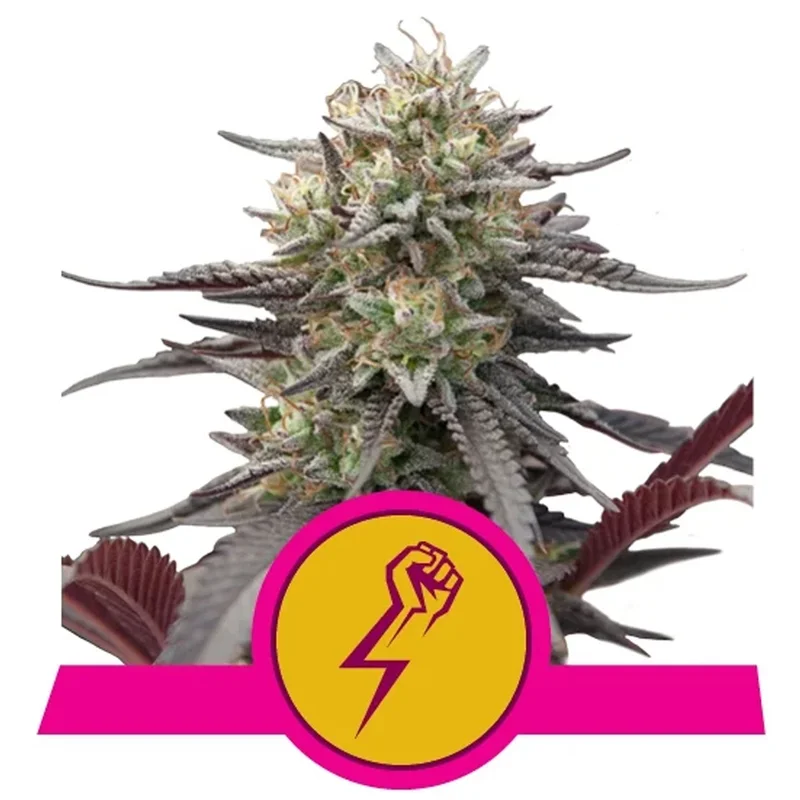 saltonverde2763645