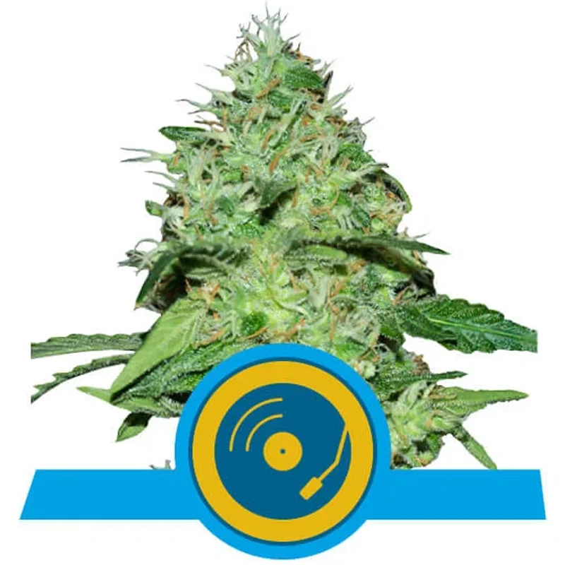 saltonverde2763683