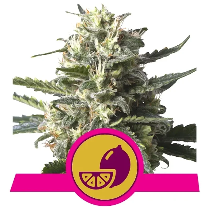 saltonverde2763703