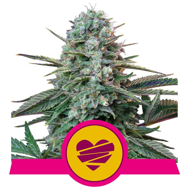 saltonverde2763878