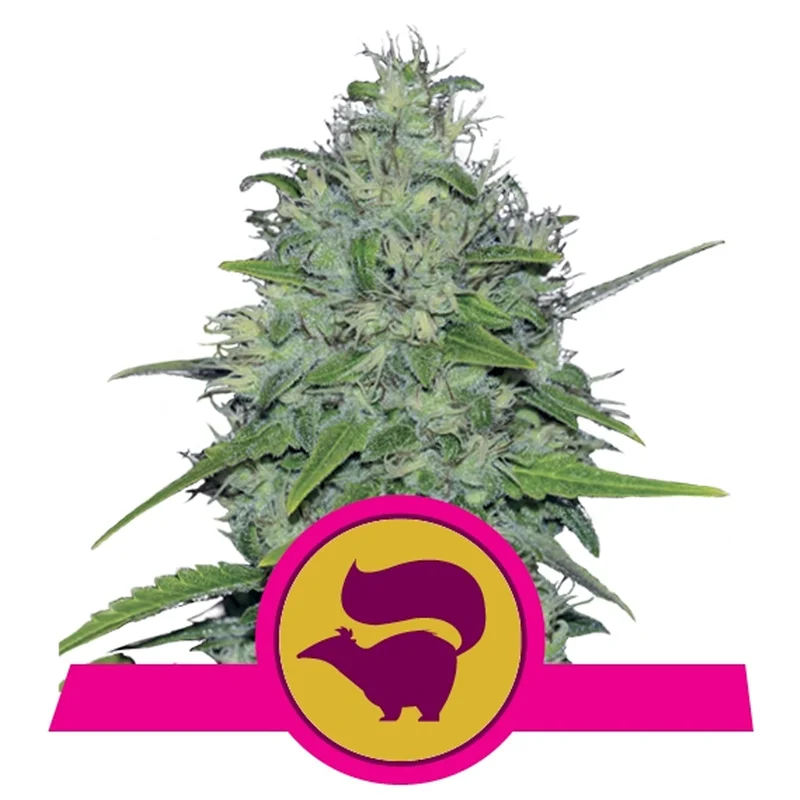 saltonverde2763954