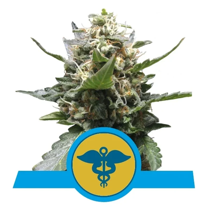 saltonverde2764034