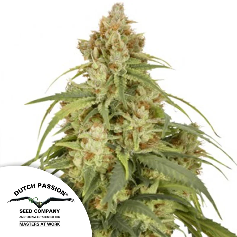 saltonverde2764183