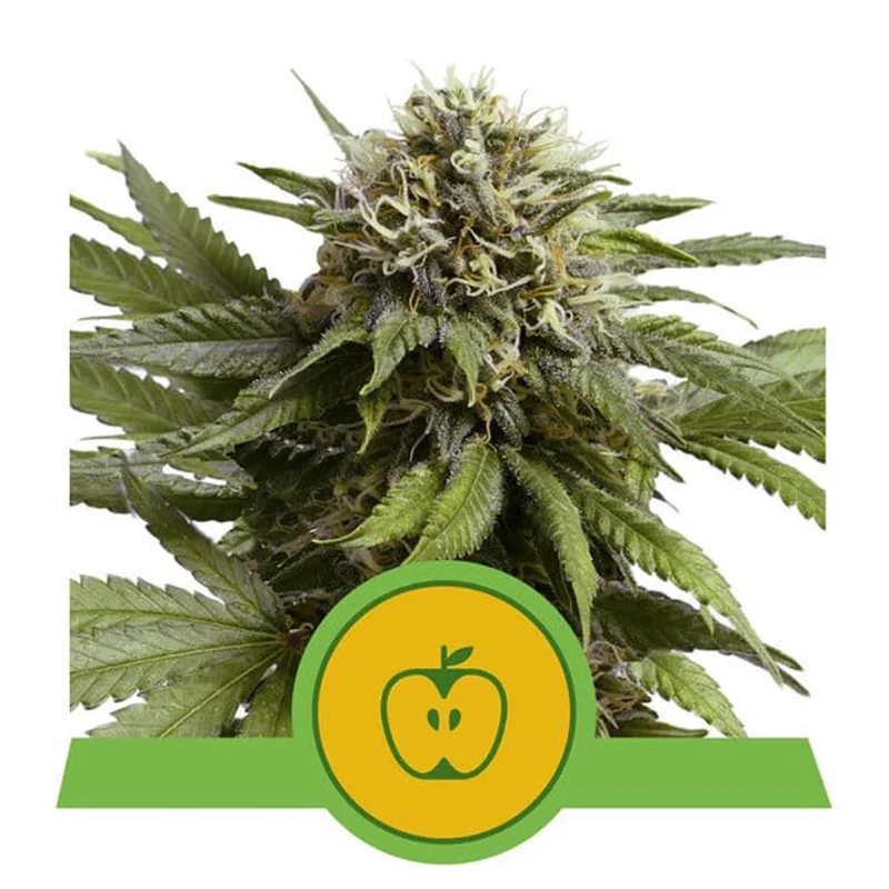 saltonverde2766589