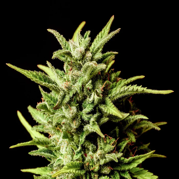 saltonverde2767140