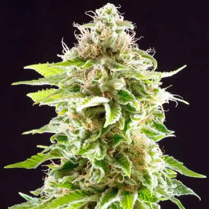 saltonverde2767321