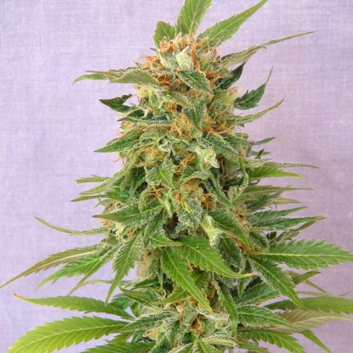 saltonverde2767434
