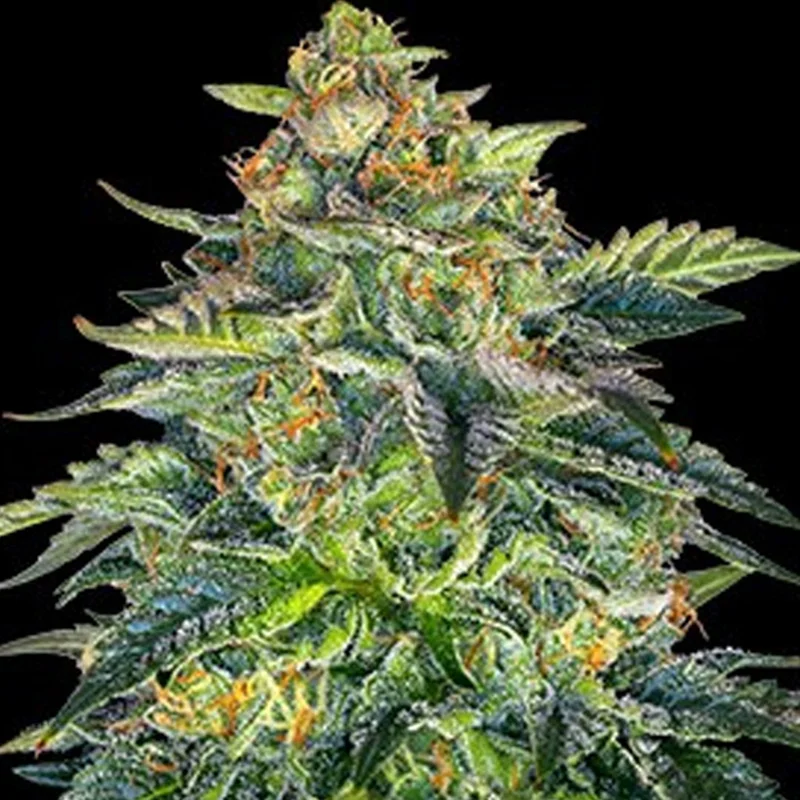 saltonverde2767817