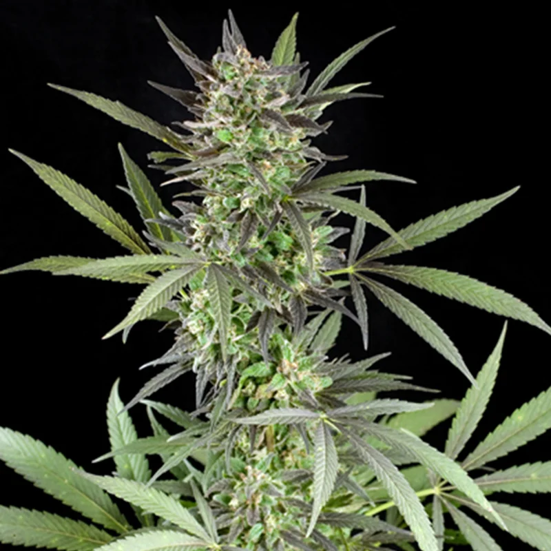 saltonverde2767893