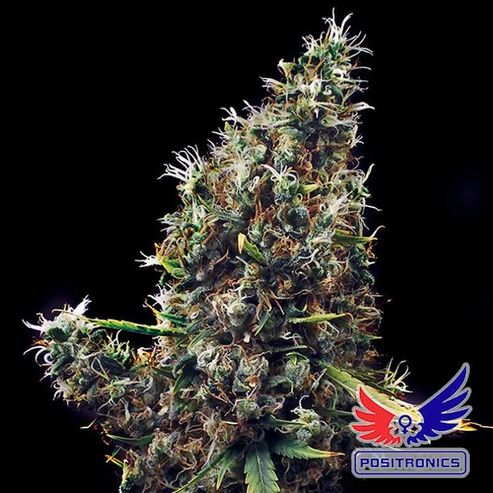 saltonverde2768126