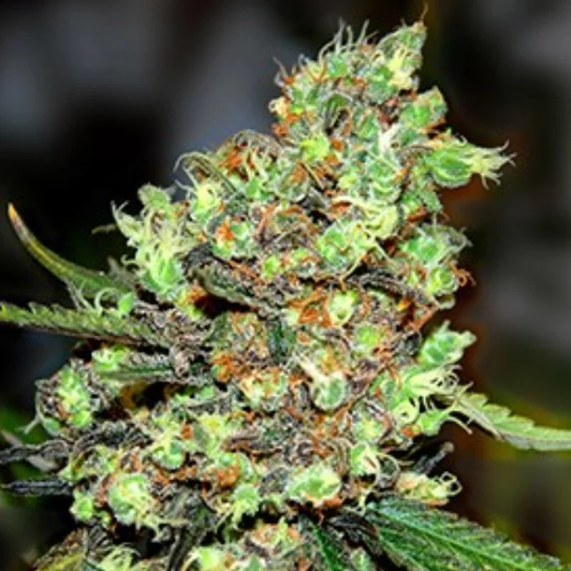 saltonverde2768179