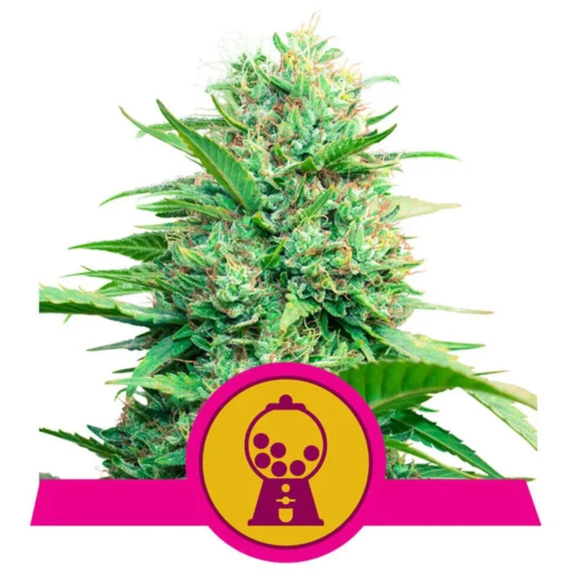 saltonverde2768348