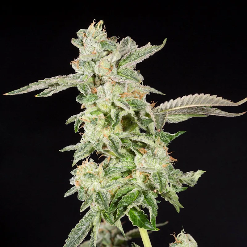 saltonverde2768999