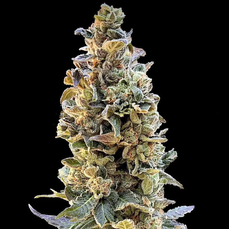 saltonverde2771156