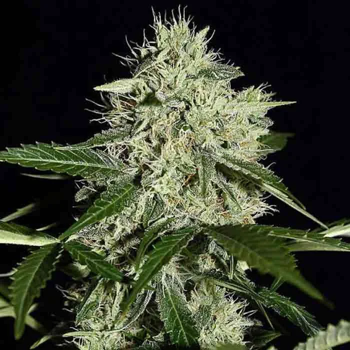 saltonverde2772086