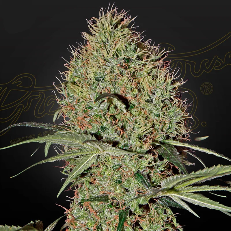 saltonverde2772268