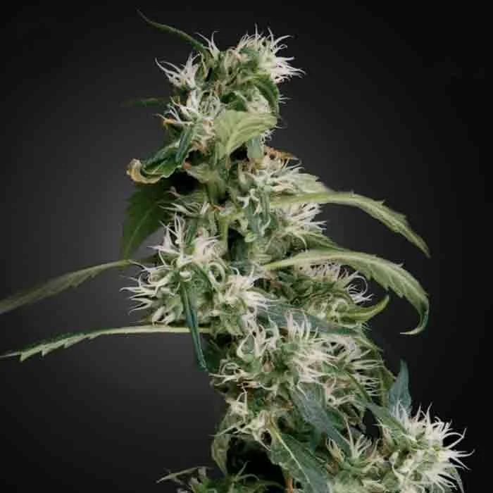 saltonverde2772334