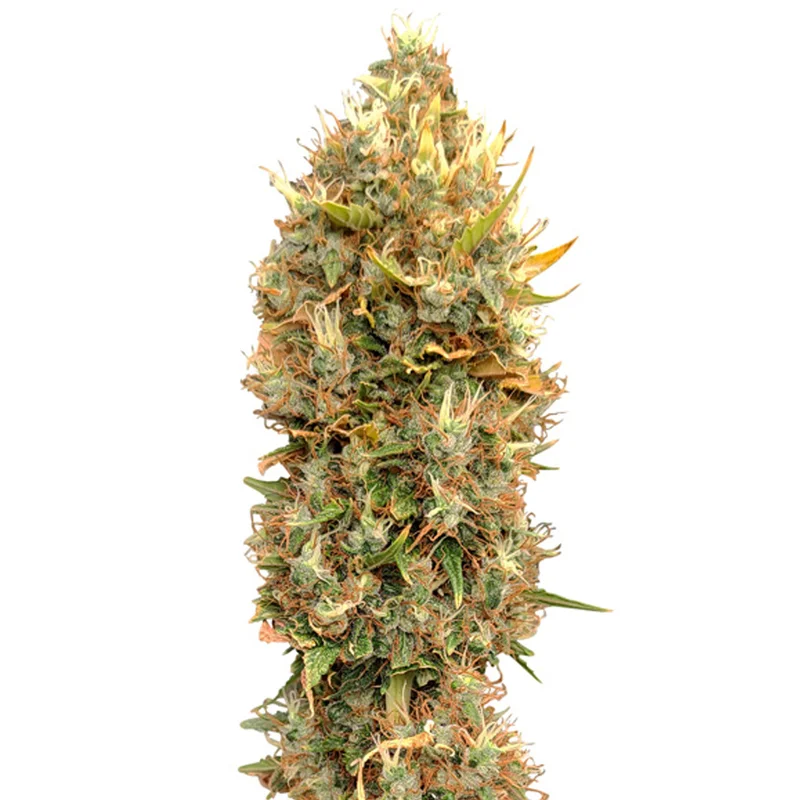 saltonverde2774093