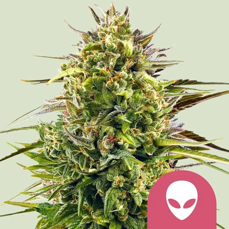 saltonverde2774135