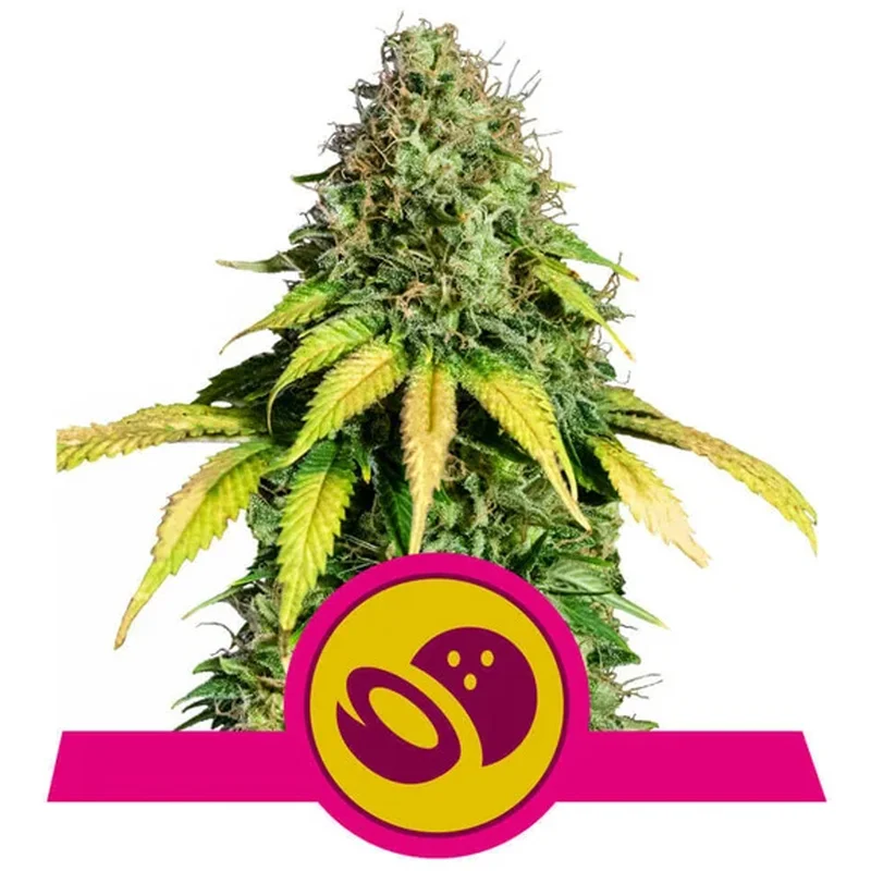 saltonverde2775921