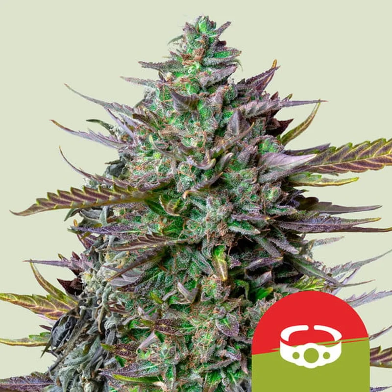 saltonverde2775987