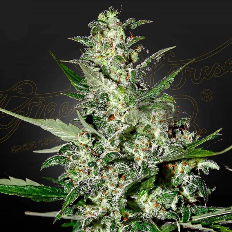 saltonverde2776062
