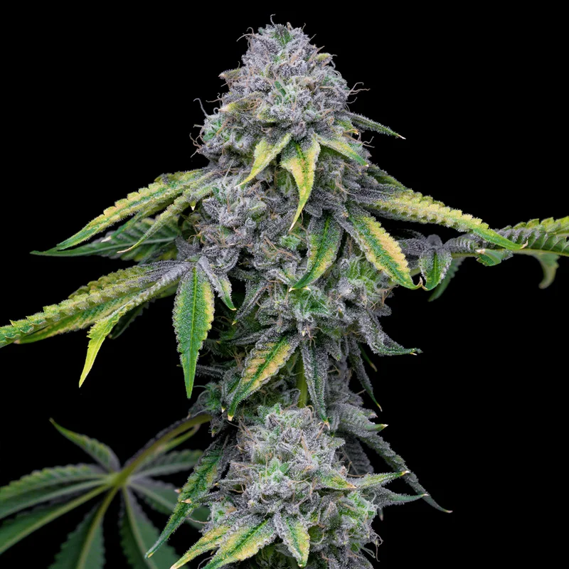 saltonverde2776425
