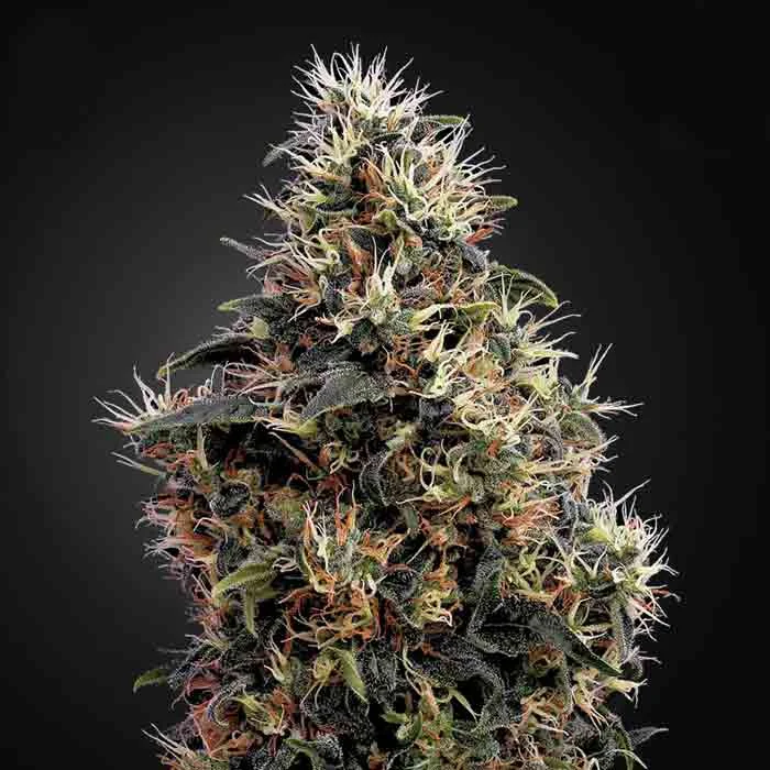saltonverde2778187