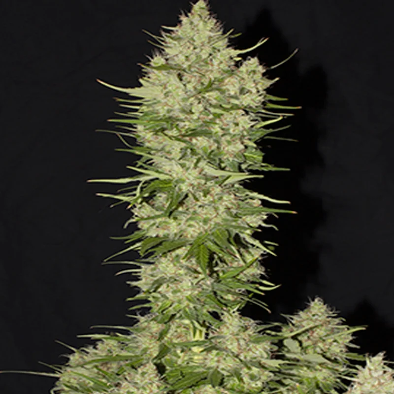 saltonverde2778391