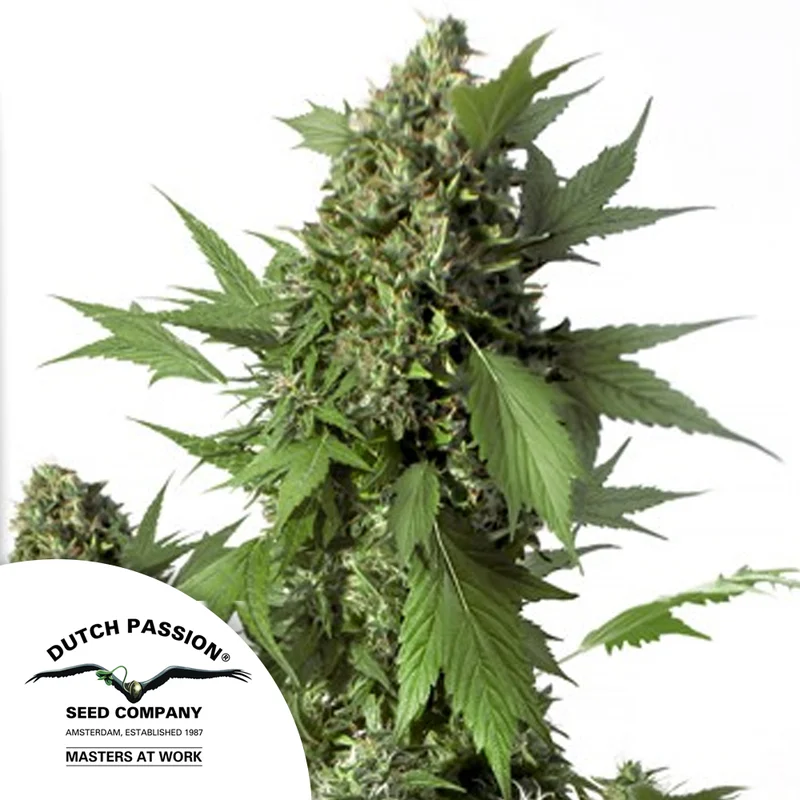 saltonverde2778942