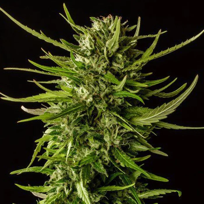 saltonverde2779596
