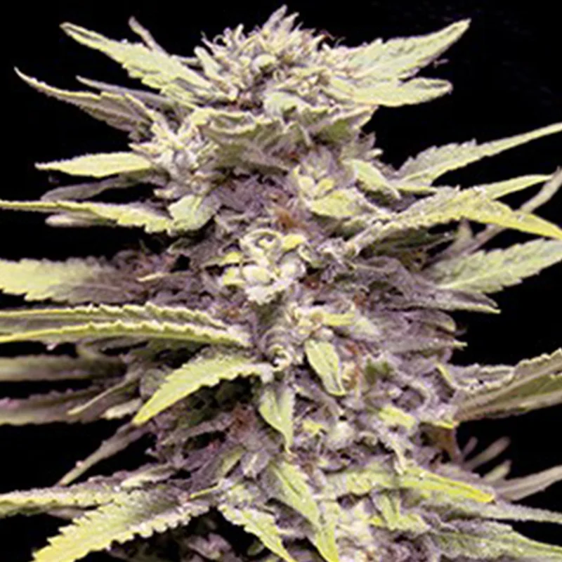 saltonverde2780683