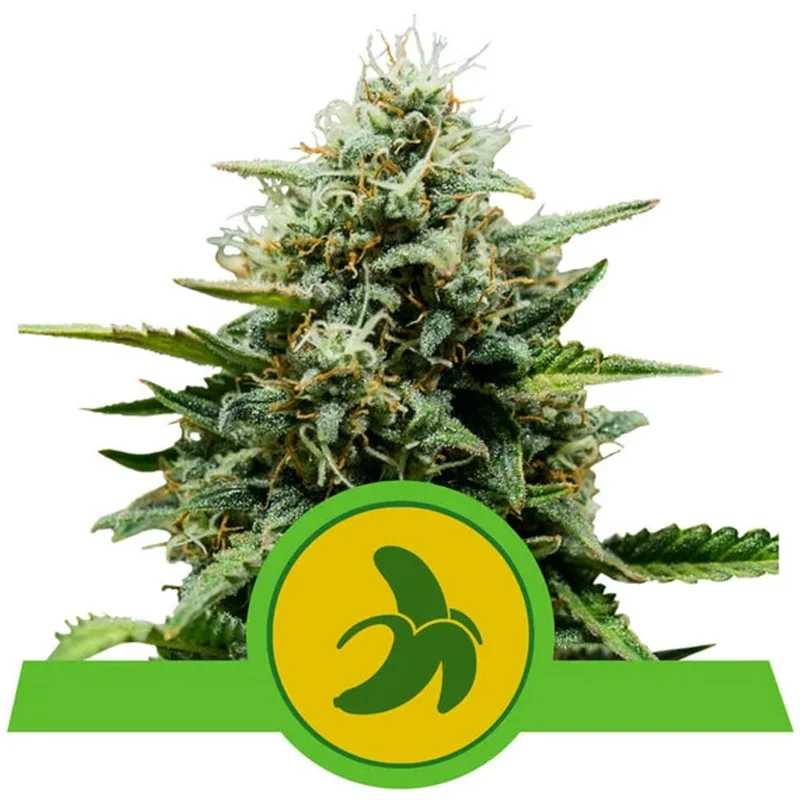 saltonverde2781846