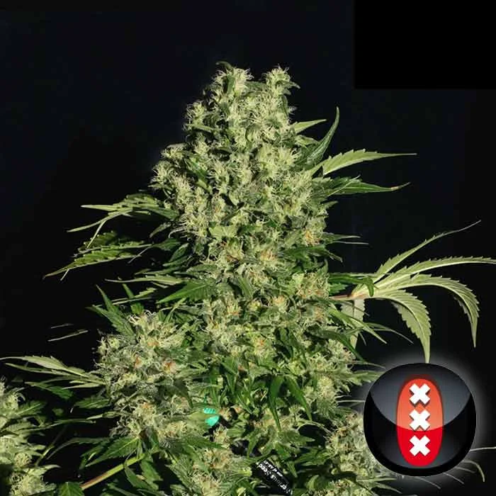 saltonverde2789272