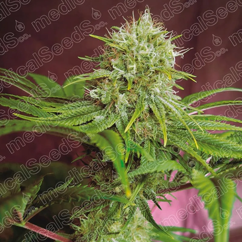 saltonverde2789863